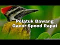 Pelatuk Bawang Gacor Speed Rapat Cocok Buat Masteran Murai Batu Dan Kacer Mp3 - Mp4 Download