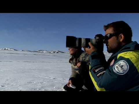 Ellesmere Island Wildlife