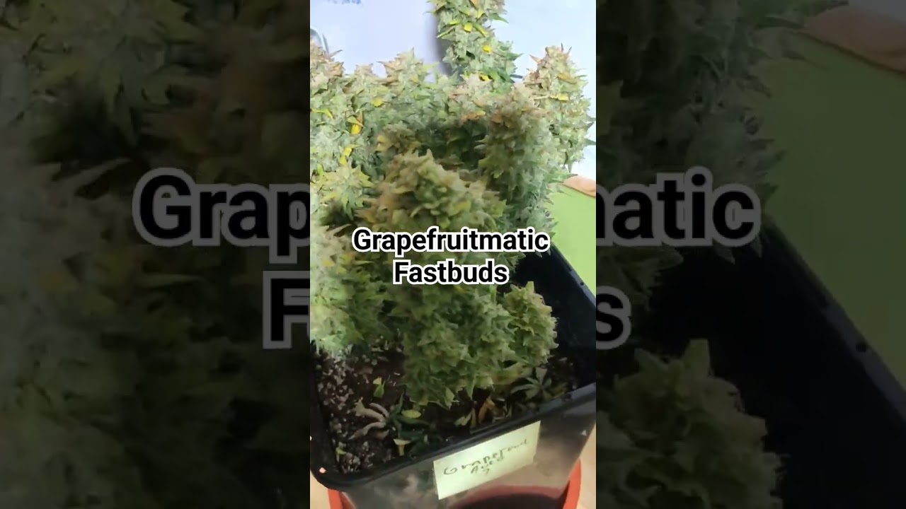 Primeras cosechadas, Moby Dick, Grapefruitmatic 76 dias