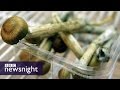 EXCLUSIVE: Could magic mushrooms treat depression? BBC Newsnight