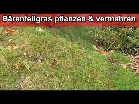 Bärenfellgras pflanzen & selber vermehren – Bärenfell Festuca Gautieri teilen & ziehen – Anleitung