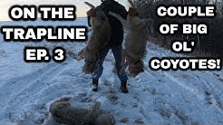 On The Trapline Ep. 3 - Some Big Ol' Coyotes