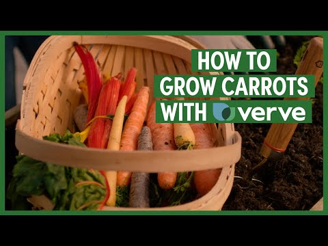 How to grow carrots 🥕 | B&Q x Verve