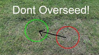 Get Bermuda To Spread Quickly And Cover Bare Spots!