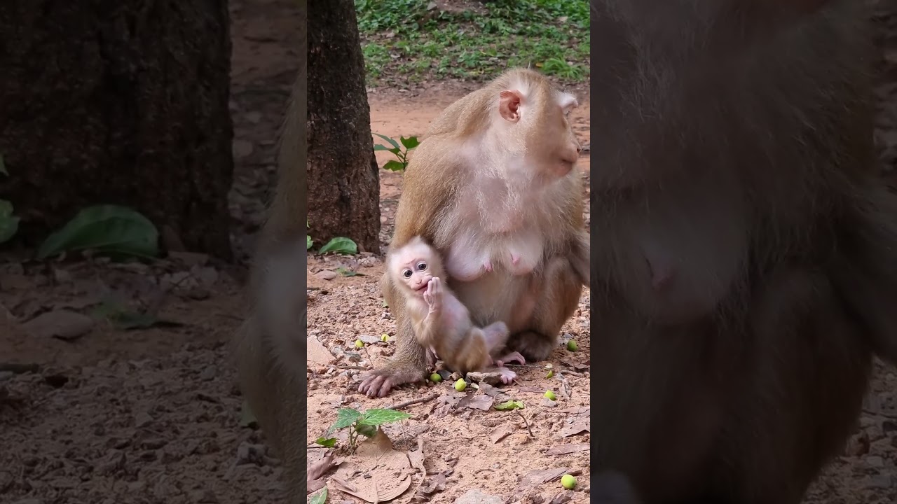 Mom ROSE the best care little baby ROBIN 
