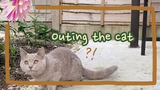 Moon the Cat vlog #6 Outing the Cat by Moon ☾ the Lilac Cat 1,310 views 1 year ago 4 minutes, 11 seconds