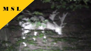 WHITE DEER STAG on a Night Scout With the Thrunite Catapult V5
