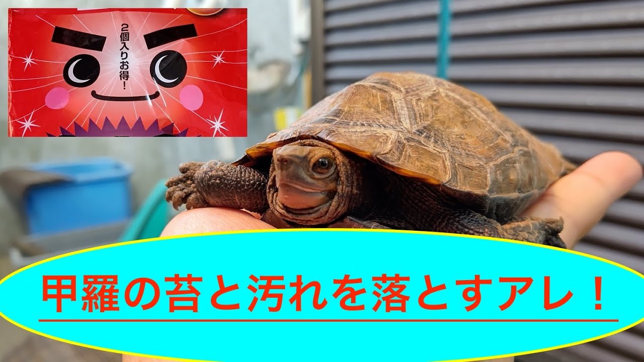 【祝！　登録100人達成】日本石亀の甲羅洗いを劇的にするアレとは？　キッチン周りのアイテムが効果的！　後半にアフレコ入れたおまけがあるよ！