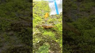 I Love Shrimp 🦐💖 | So Happy Nature Short #trending