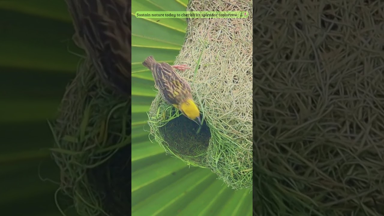 Nature's Ingenious Architects🌿🏗️ 🏡🕊️ 