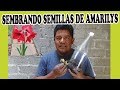 SEMBRANDO SEMILLAS DE AMARILYS