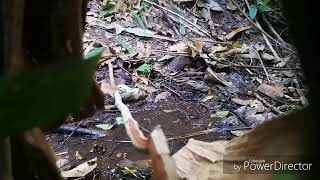 Saib.noog Da.dej.nawj.132022