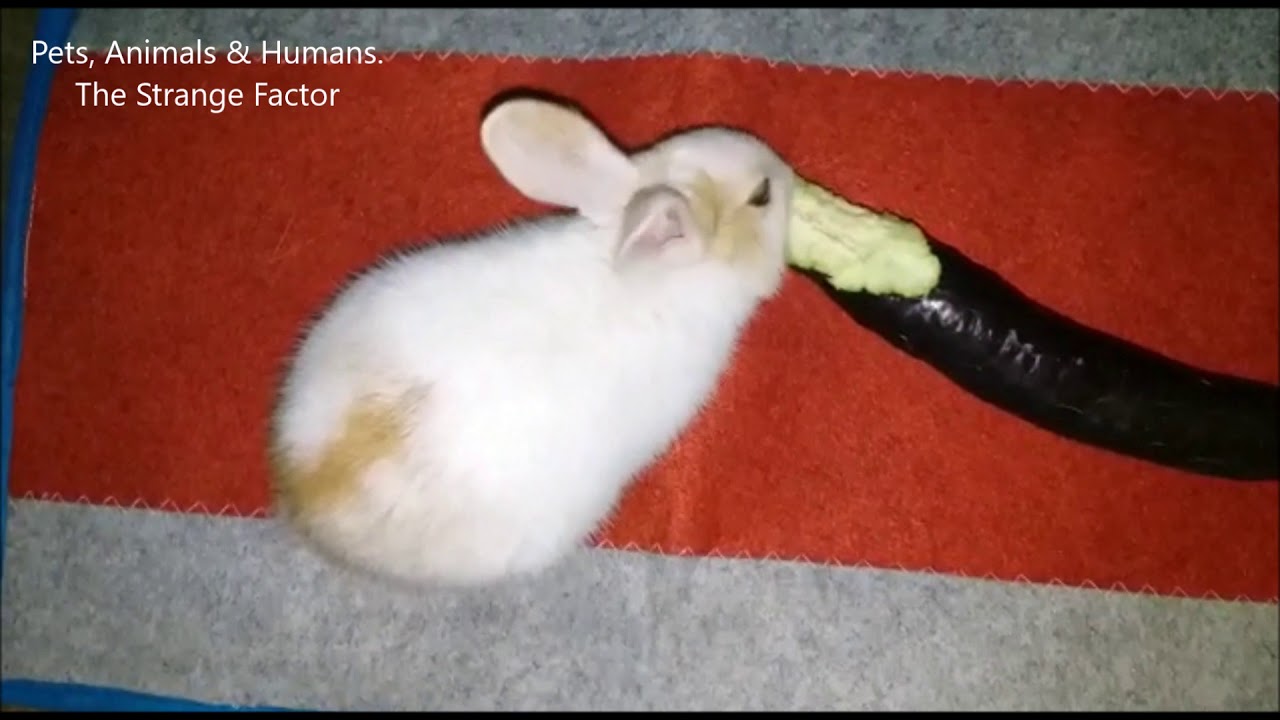 EPIC & Hilarious Bunny is making mess in Kitchen YouTube