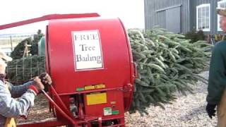 Bailing your Christmas Tree at Pine Tree Barn