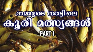 #കൂരി #മത്സ്യങ്ങൾ Part 1 | #ചില്ലൻകൂരി