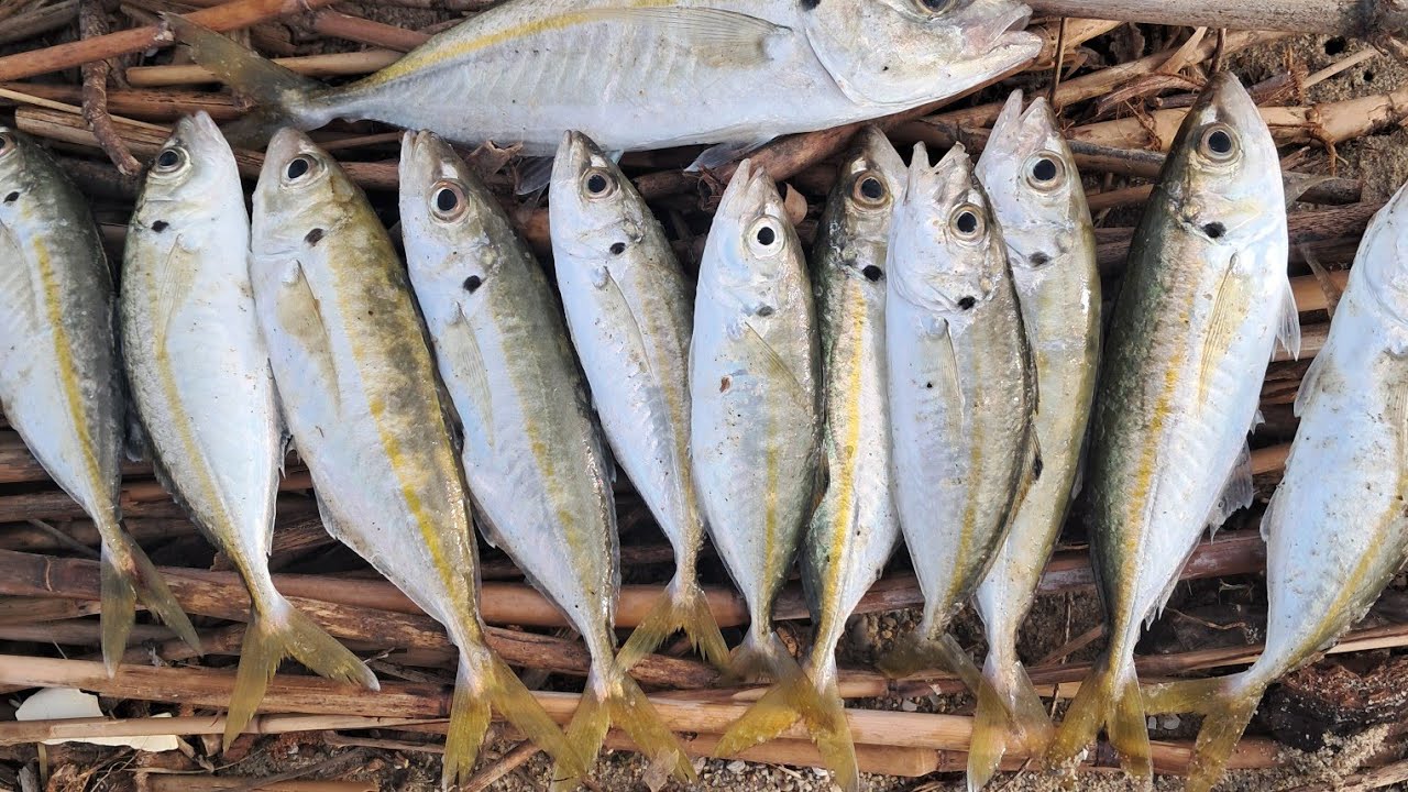 Риболов в Гърция.Кокали безкрай