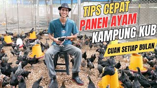 Quick Tips for Harvesting KUB Free-Range Chickens, Automatically Profiting Every Month