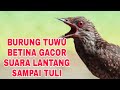 BURUNG TUWU BETINA GACOR SEHARGA MOTOR