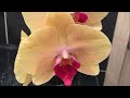 Моя первая орхидея ... Орхидея Голден Бьюти... с неё то всё и началось)))))))))