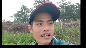 Kéo Lưới Cá Rô Phi Mùa Mưa..