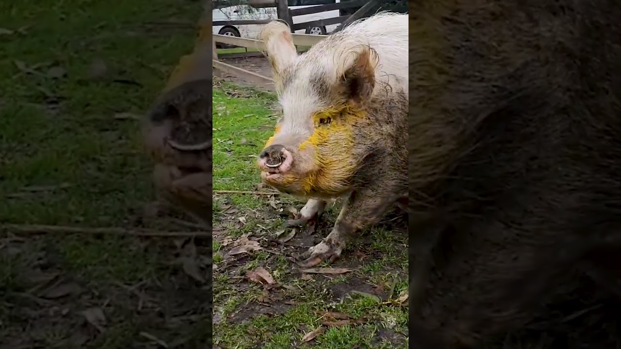 ⁣Messy Pets 🤣 | FUNNY Cat and Dog Videos