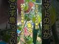 ミニトマトの実が5月下旬になっても赤くならず緑色のままの原因と対策 #家庭菜園 #トマト栽培 #ミニトマト栽培