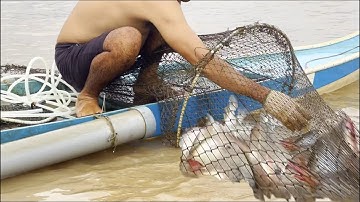 Mưu sinh "lú lổ" trên sông Tiền mùa nước nổi vô rất nhiều cá lớn - Sông Nước Cửu Long - Nguyễn Hùng