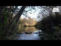 Звуки леса - Звуки осенней лесной реки с пением птиц, естественный шум для расслабления