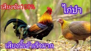 เสียงนี้ไก่ป่าเข้าเร็วมาก, suab poj qaib seev qaib qus tuaj ceev