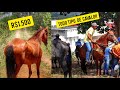 FEIRA DE CAVALO EM BONITO PE - CAVALO DE VAQUEJADA, TUDO, VEJA OS PREÇOS!! (06/03/2021)