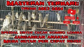 Masteran Cucak Kombo // Kecial Kombok // Cngklikan terbaru versi 2023-2024 wajib coba durasi 3 jam
