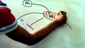 BMS227 Hedgeog signalling