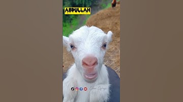 Abdullah Name Walo K lye😅 #shortsviral #ytshorts #shortsvideo #viral #youtubeshorts #ytshortsviral