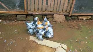 Light Columbian Brahma & Buff Columbian Brahma Chicks In Kenya 🇰🇪