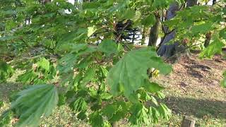 Acer platanoides 'Cucullatum'   javor mléčný mléč