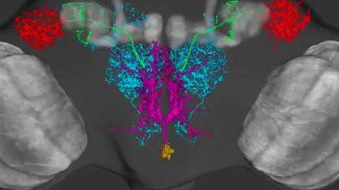 3D Rendering Single Neuron in Drosophila Brain by Dr Hsiu Ming Chang