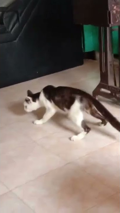 Kucing Lucu Mabuk#lucubanget