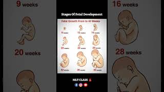 Fetal Development ? How to baby grow inside the mothers womb shorts baby trending viral fetus