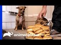 Will This Chihuahua Be Able To Control Itself Around These Cheeseburgers? | My Big Fat Pet Makeover