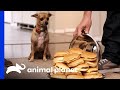 Can This Newly-Trained Pup Resist Her Favorite Treats? Even A Huge Plate Of Cheeseburgers?? Can This Newly-Trained Pup Resist Her Favorite Treats? Even A Huge Plate Of Cheeseburgers??