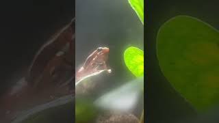Santa Isobel male dart frog calling
