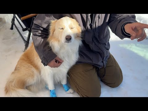 【豪雪】まだ帰りたくなくて赤ちゃんみたいにグズッてしまうがこちら...【#ボーダーコリー#ゴールデンレトリバー】