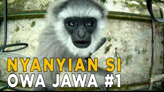 Hutan ini jadi tempat bermain para Owa Jawa | JELAJAH