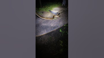|"FOREST DEPARTMENT SNAKE RESCUE at night.. -"public awareness "|BIG SALUTE KERALA FOREST DEPARTMENT