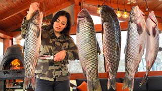 Carp in an Hour-Long Video with The Aroma of Freshly Caught Fish! Aquarium of Taste