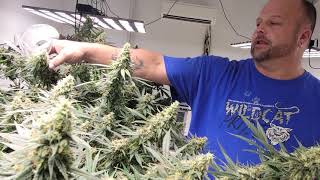 Sean and Nakedfarmer420 week 8 and the girls are lovin life in the Webbgro