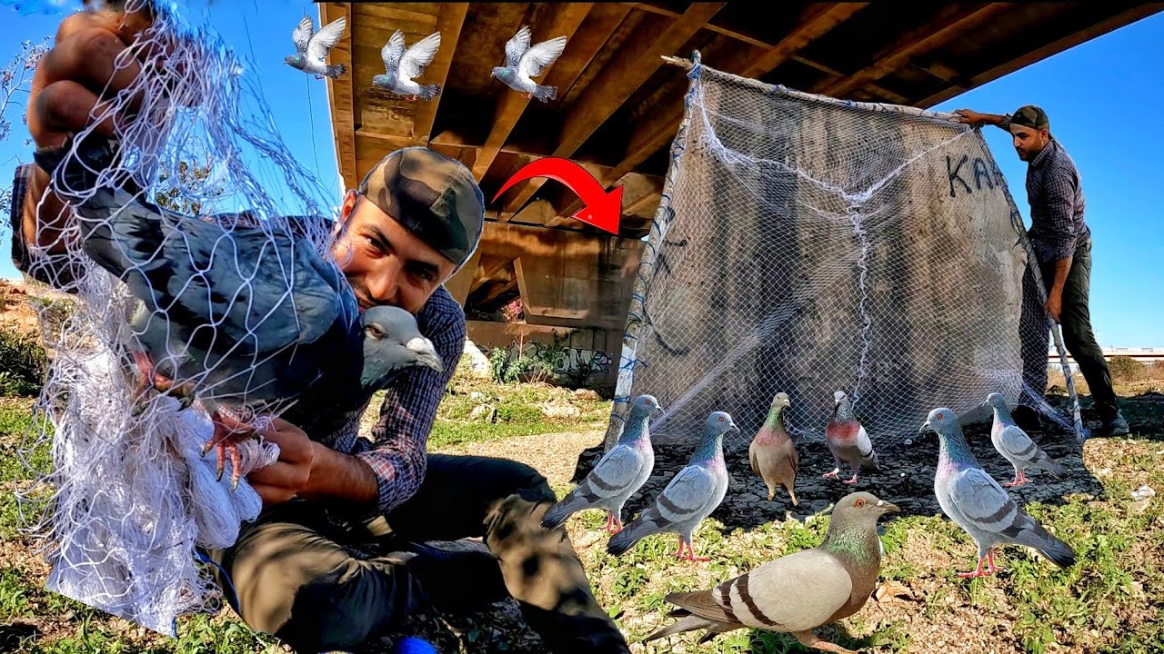 طريقة صنع مصيدة الشبكة لصيد أكبر عدد ممكن من الحمام البري 🕊️ 🕊️ ولكن 🤔