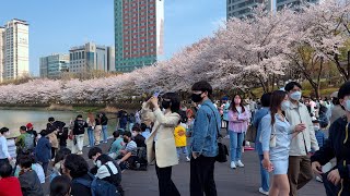 [4K] 벚꽃반 사람반! 2022년 서울 석촌호수 벚꽃축제 주말 풍경 워킹투어