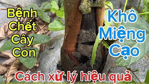 Bộ thuốc đặc trị khô miệng cạo cao su – Cứu cây con chết đứng và hồi phục cực nhanh.