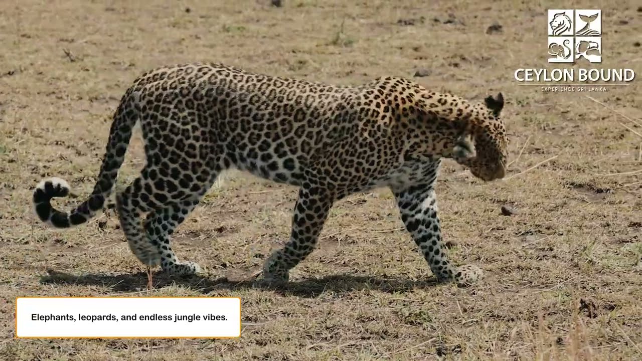 Into the Wild at Yala 🇱🇰🐘